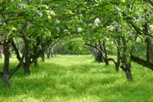 garden-alley-1474325 garden-alley-1474325