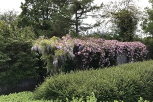 Clematis og hæk S